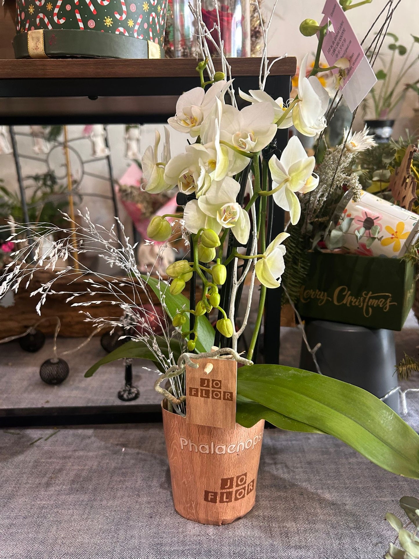 Orchidea blanche