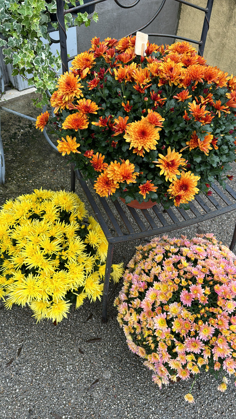 1 Novembre la Toussaint