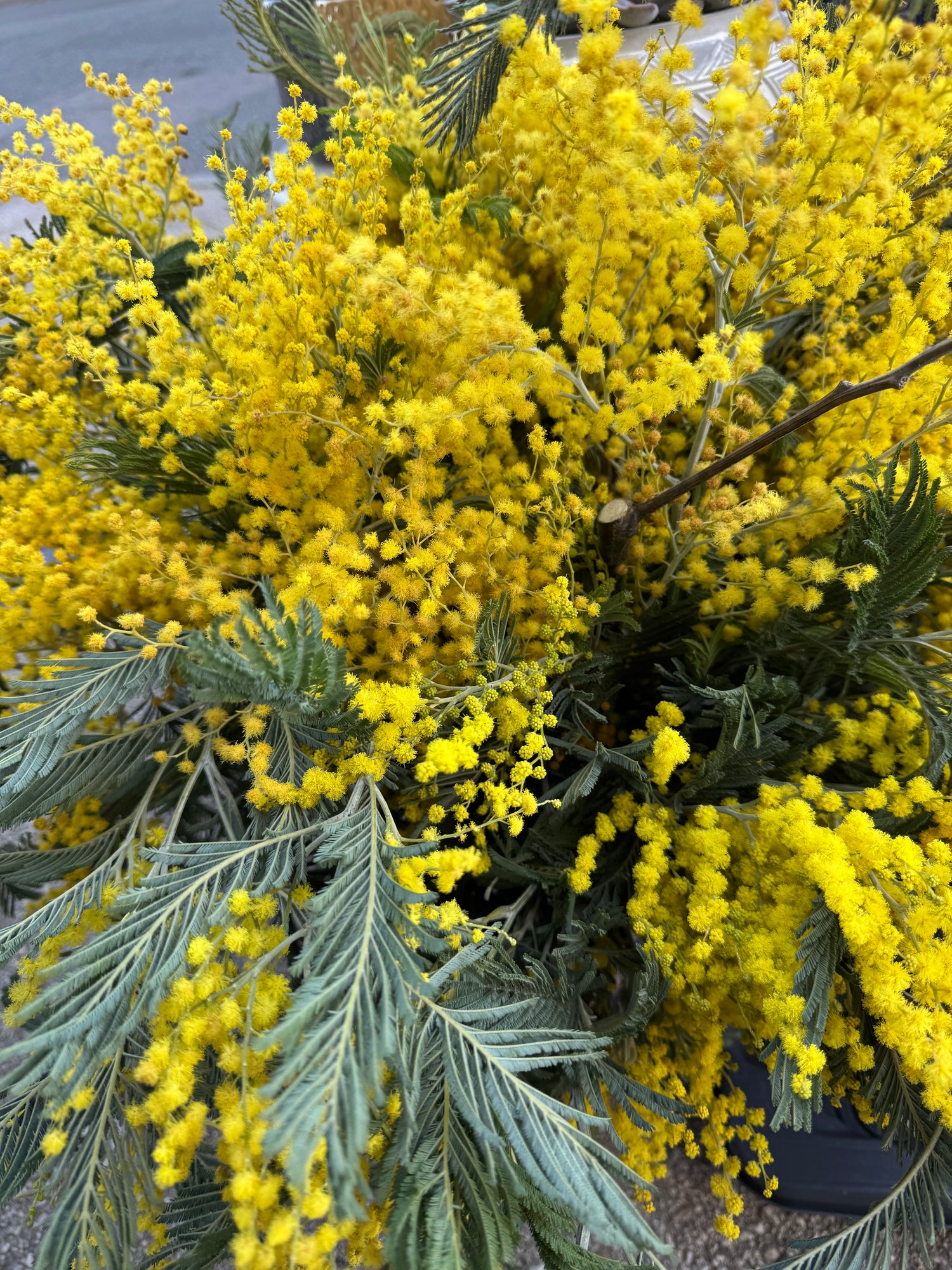 ✨ Mimosa – Douceur et Lumière ✨