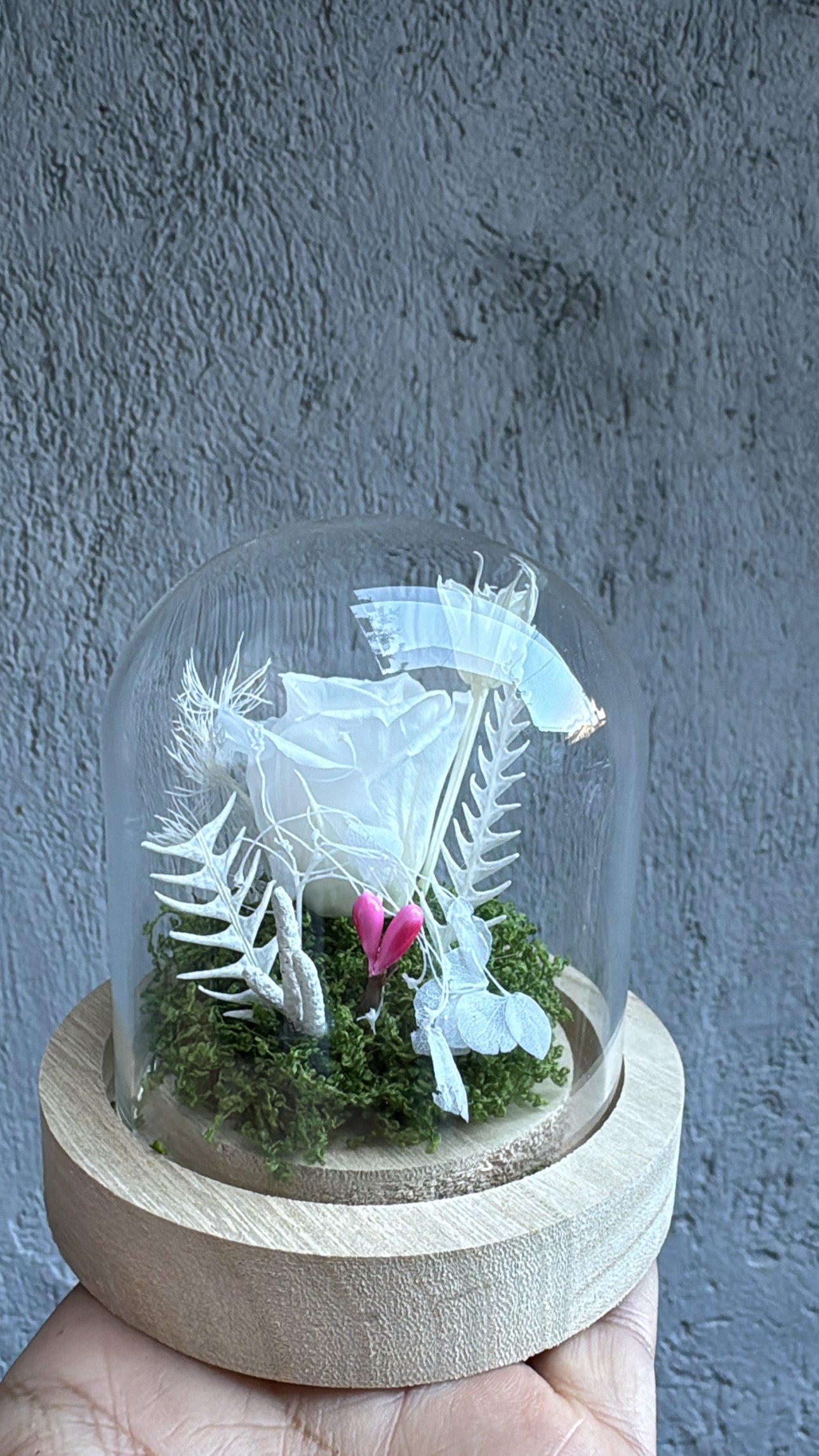 La beauté éternelle capturée sous cloche 🌹✨