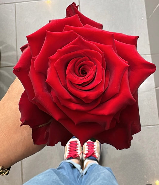 🌹 Rose fraîche “Explorer” – L’élégance du rouge intense 🌹