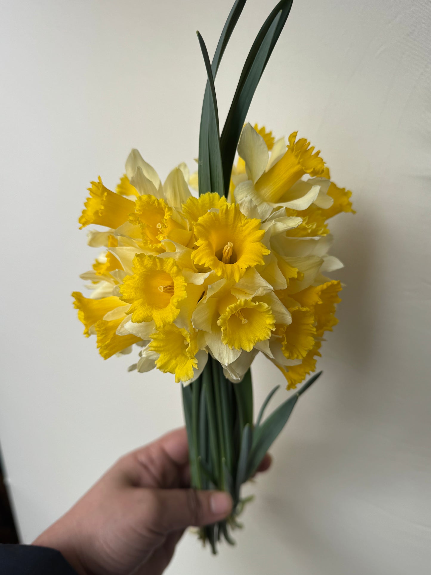 🌼 Joyeuse Fête des Mamies ! 🌼( bouquets de 25 tiges 7,50€)