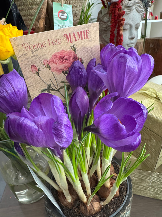 Bulbes (crocus) 💜 avec cache-pot