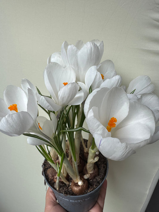 Crocus blanc sans cache-pot
