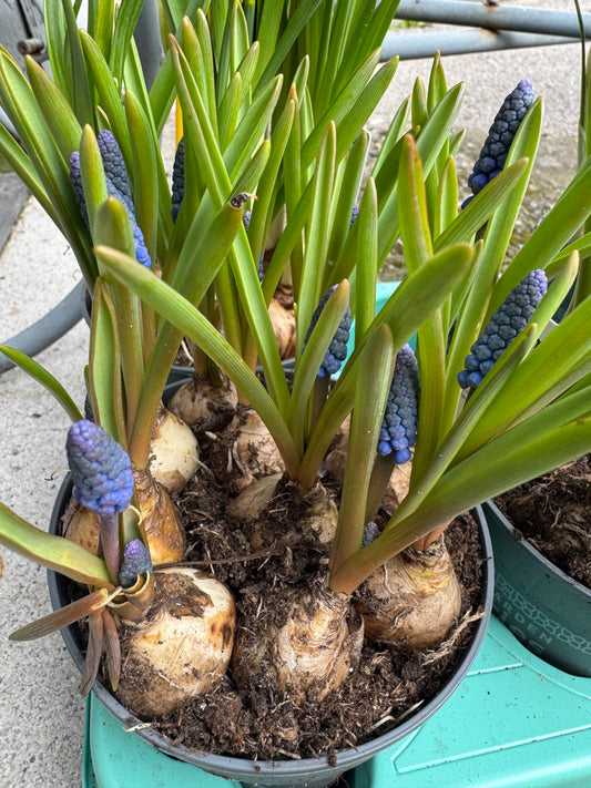 Muscari