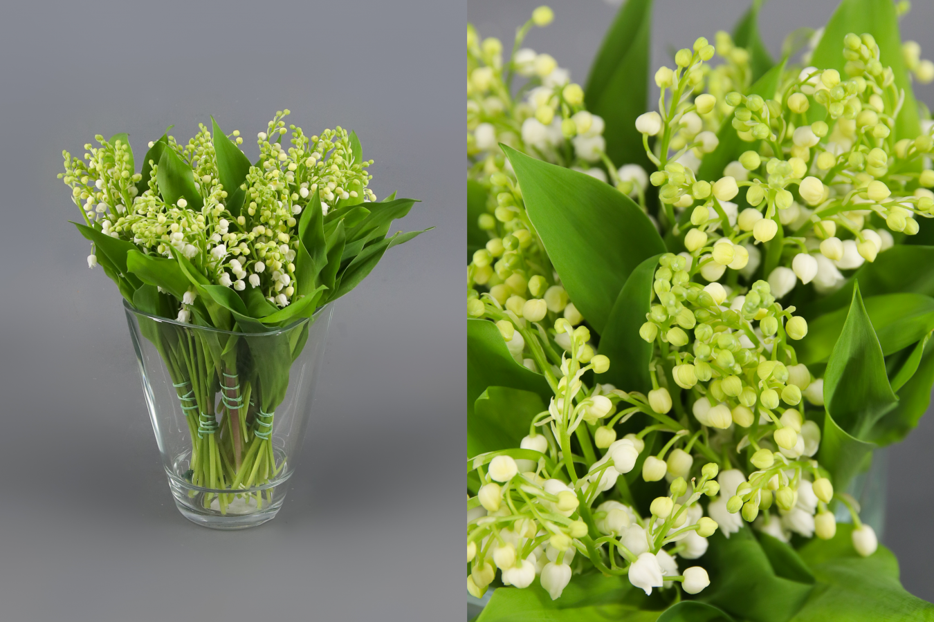 Muguet