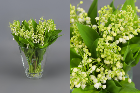 Muguet