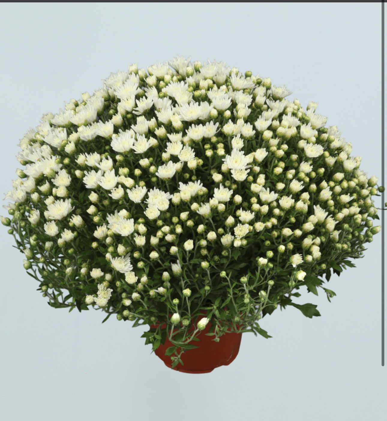 Chrysanthème