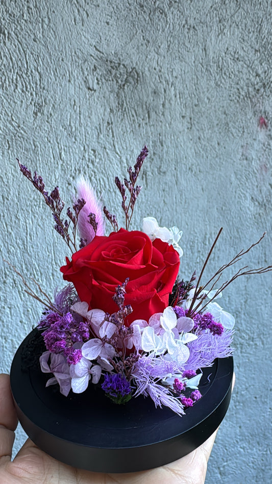 Rose éternelle - Édition Saint-Valentin ❤️✨