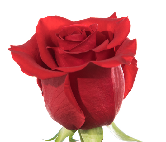 🌹 Rose Freedom Extra 🌹