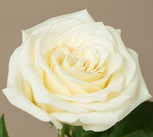 🌹 Rose Blanche Candlelight 🌹