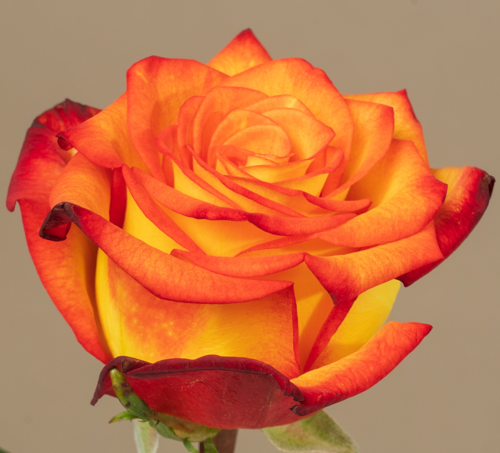 🌹 Rose fraîche “High & Magic” – Un éclat de passion et de lumière 🌹