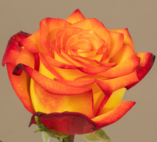 🌹 Rose fraîche “High & Magic” – Un éclat de passion et de lumière 🌹