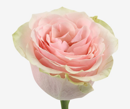 🌸 Rose fraîche “Frutteto” – Douceur et élégance 🌸