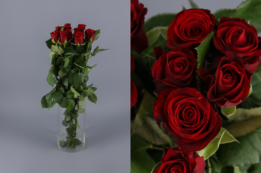 🌹 Rose fraîche “Red Ribbon” – L’intensité du rouge éclatant 🌹